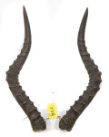 Impalahörner 49cm