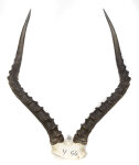 Impalahörner 59cm