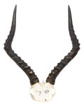 Impalahörner 49cm