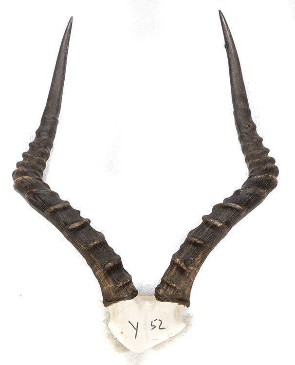 Impalahörner 54cm
