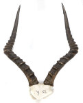 Impalahörner 54cm