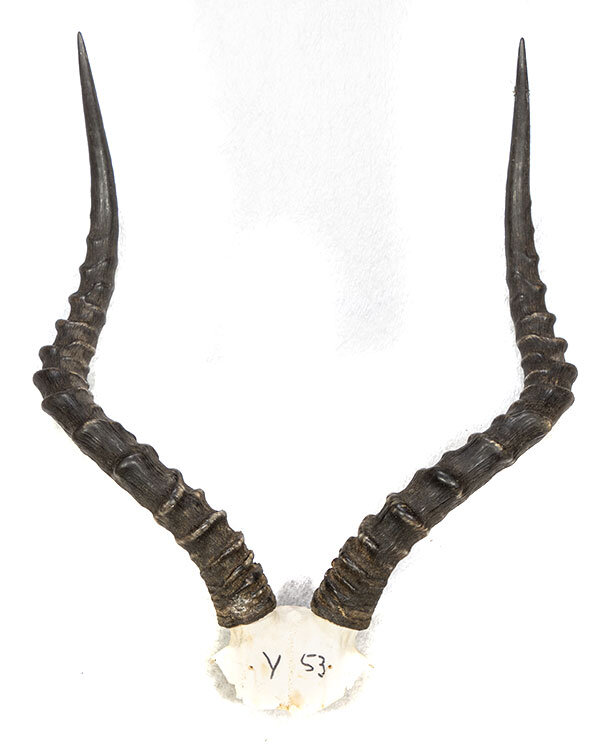 Impalahörner 55cm