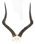 Impalahörner 55cm