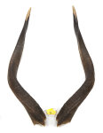 Nyalahörner 62cm