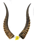 Blessbockhörner männl. 38cm