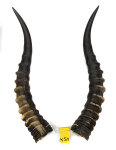 Blessbockhörner männl. 38cm
