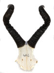 Kuhantilopenhörner 43cm