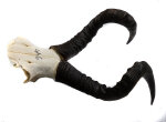 Kuhantilopenhörner 43cm