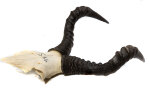Kuhantilopenhörner 40cm