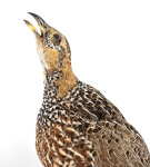 Rotflügelfrancolin