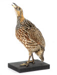 Rotflügelfrancolin