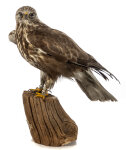 Raufußbussard Präparat