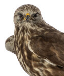 Raufußbussard Präparat