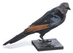 Rotschwingenstar