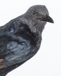 Rotschwingenstar