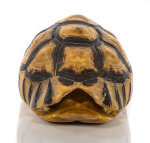 Schnabelb. Schildkrötenp. 17cm