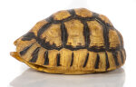 Schnabelb. Schildkrötenp. 17cm