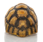 Schnabelb. Schildkrötenp. 17cm