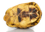 Schnabelb. Schildkrötenp. 17cm