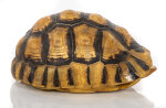 Schnabelb. Schildkrötenp. 17cm