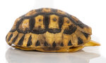 Schnabelb. Schildkrötenp. 19,5cm
