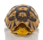 Schnabelb. Schildkrötenp. 19,5cm