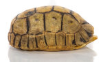 Schnabelb. Schildkrötenp. 17,5cm