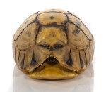 Schnabelb. Schildkrötenp. 17,5cm