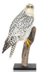 Gerfalke Präparat