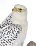 Gerfalke Präparat