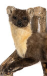Baummarder Präparat