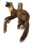 Baummarder Präparat