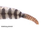 Klapperschlangenleder 115-125cm