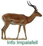 Impala Info