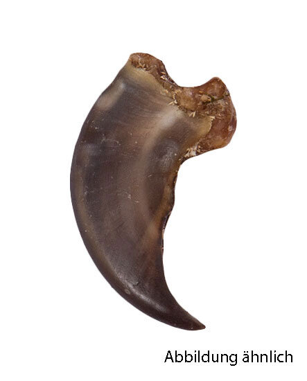 Schwarzbärkrallen 4.0cm