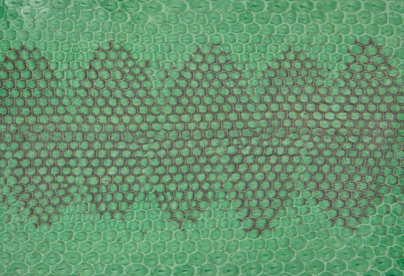 Seeschlange grün