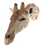 Giraffenhaupt