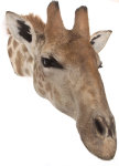 Giraffenhaupt