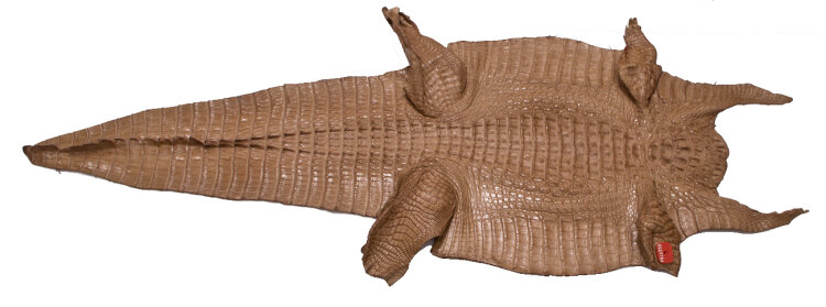 Caimanleder Bauchschnitt 42cm