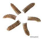 Klapperschlangen Rassel 4,5 - 5,5cm