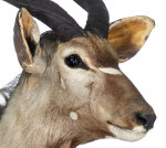 Nyalahaupt