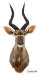 Nyalahaupt