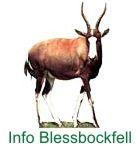 Blessbockfell Info